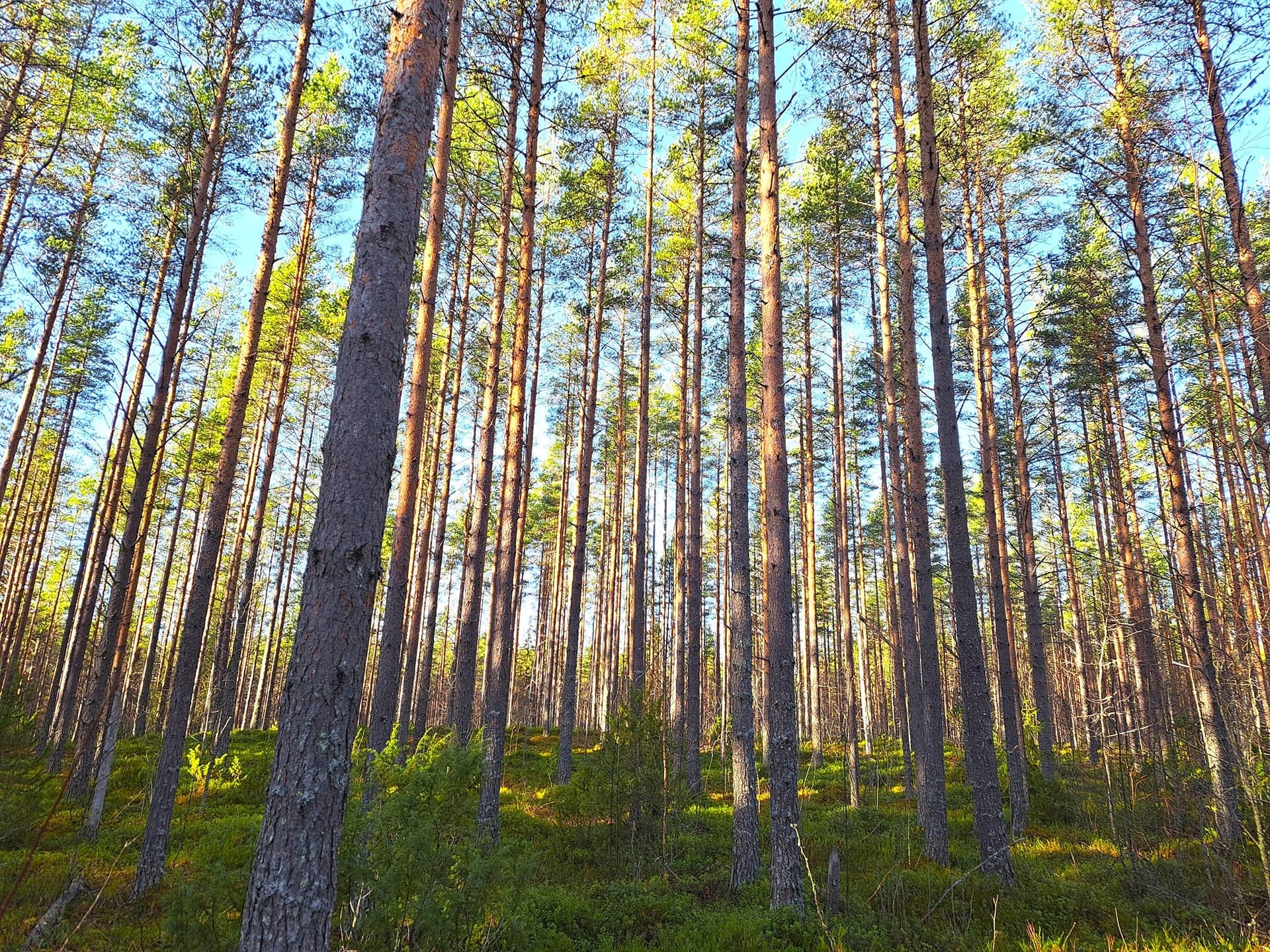 Halsua Kanala MARKUNKANGAS 52:7 metsätila 19,3 ha 1