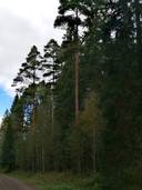 Metsätila: 8,3 ha; Matinalho; 50-423-3-89, Eura; Turajärvi; Koivistontie 1