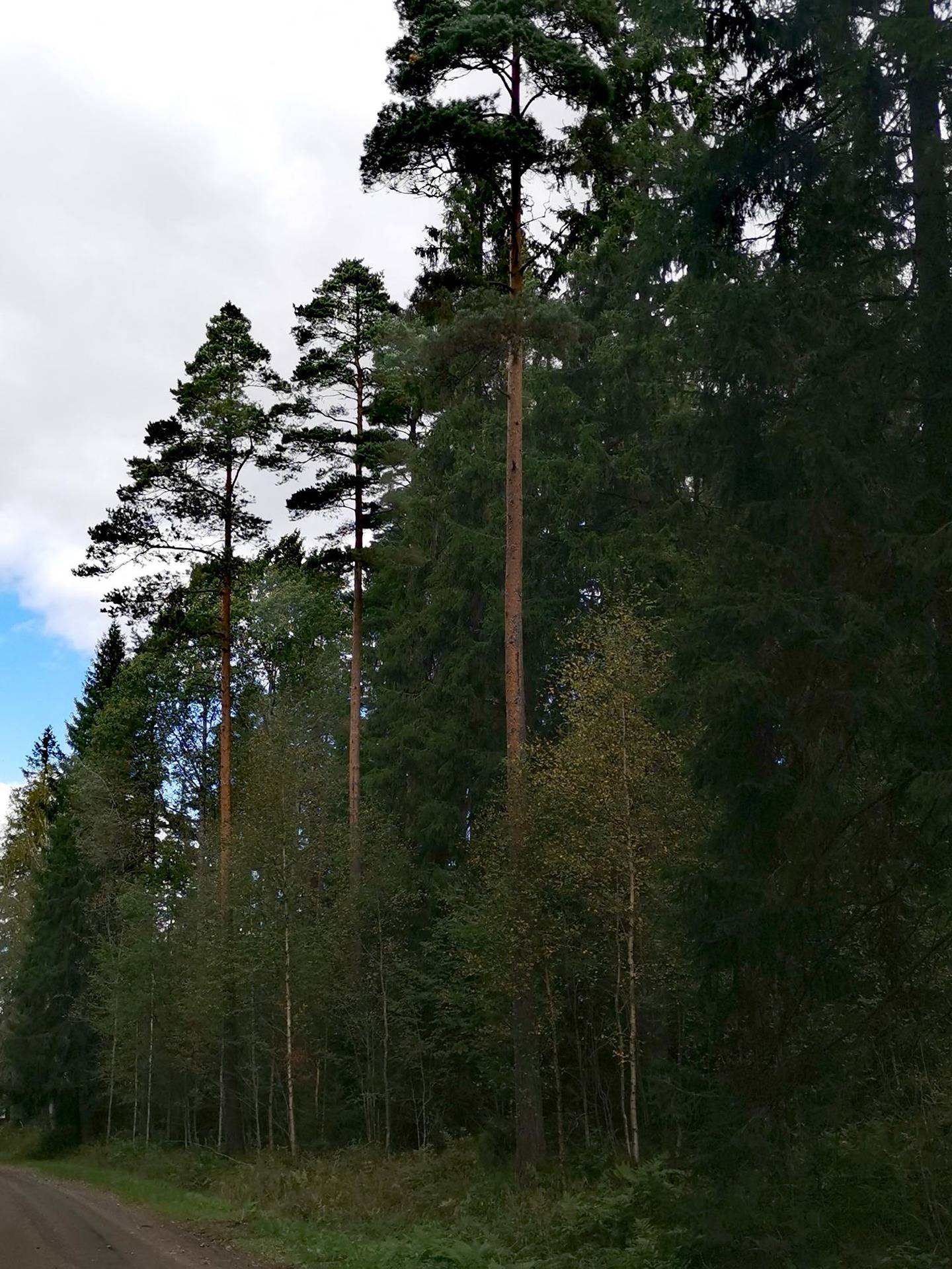 Metsätila: 8,3 ha; Matinalho; 50-423-3-89, Eura; Turajärvi; Koivistontie 1