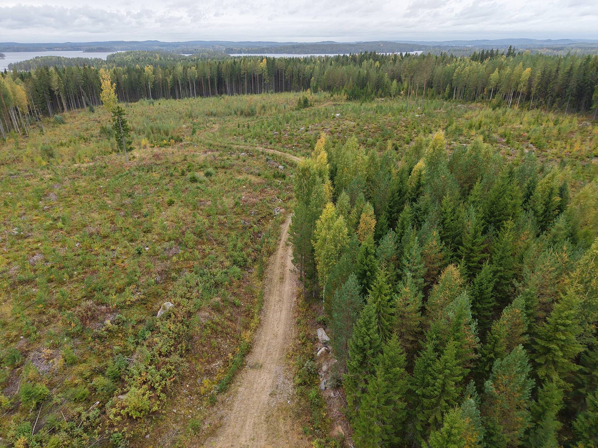 Sumiainen, Havumäki 992-462-2-92 1