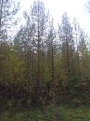 Metsätila Särkelä 226-407-10-9 1