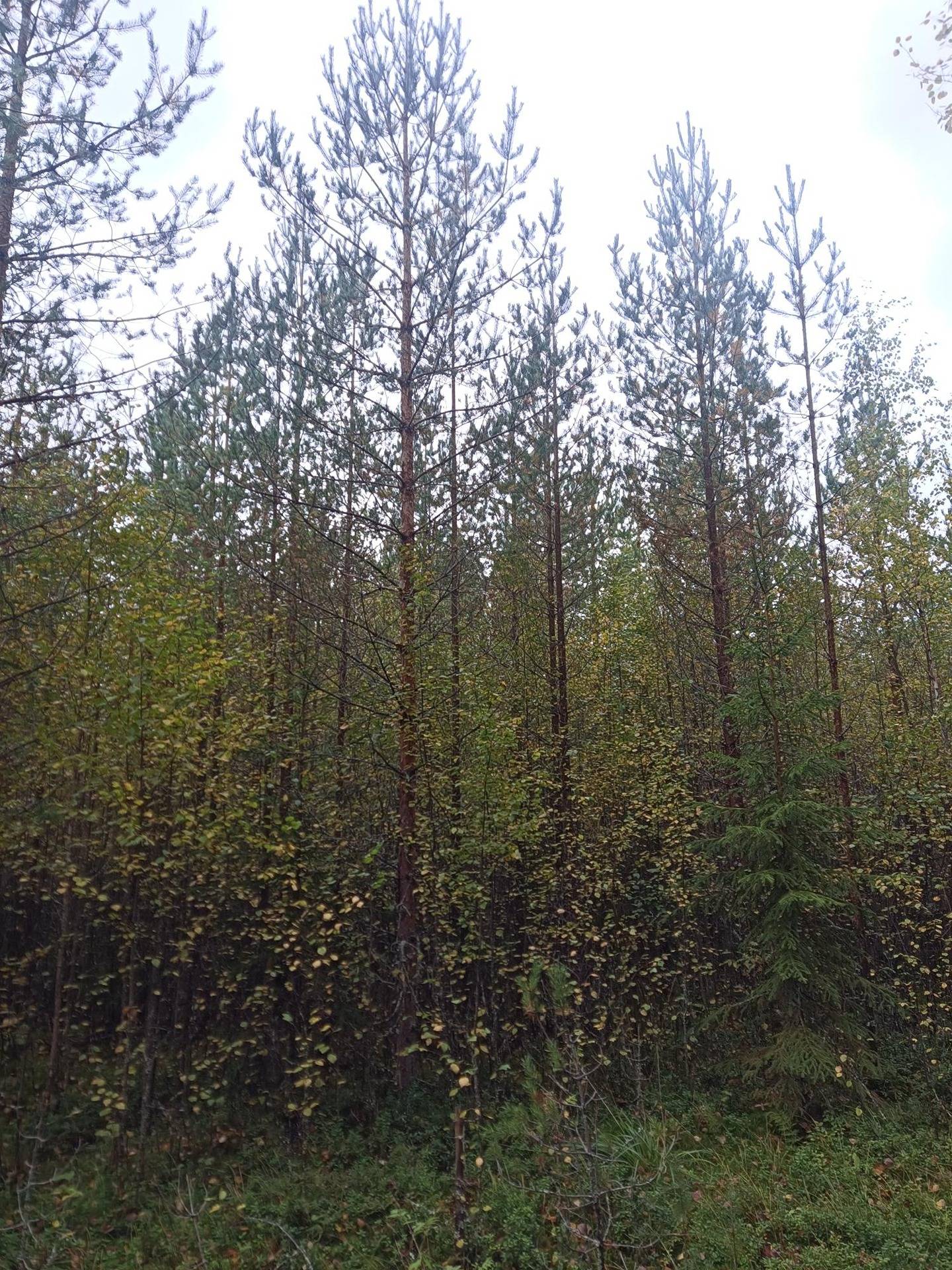 Metsätila Särkelä 226-407-10-9 1