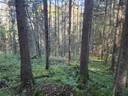 Haaparanta 790-487-2-36 (Metsätila ja vapaa-ajan tontti) 1