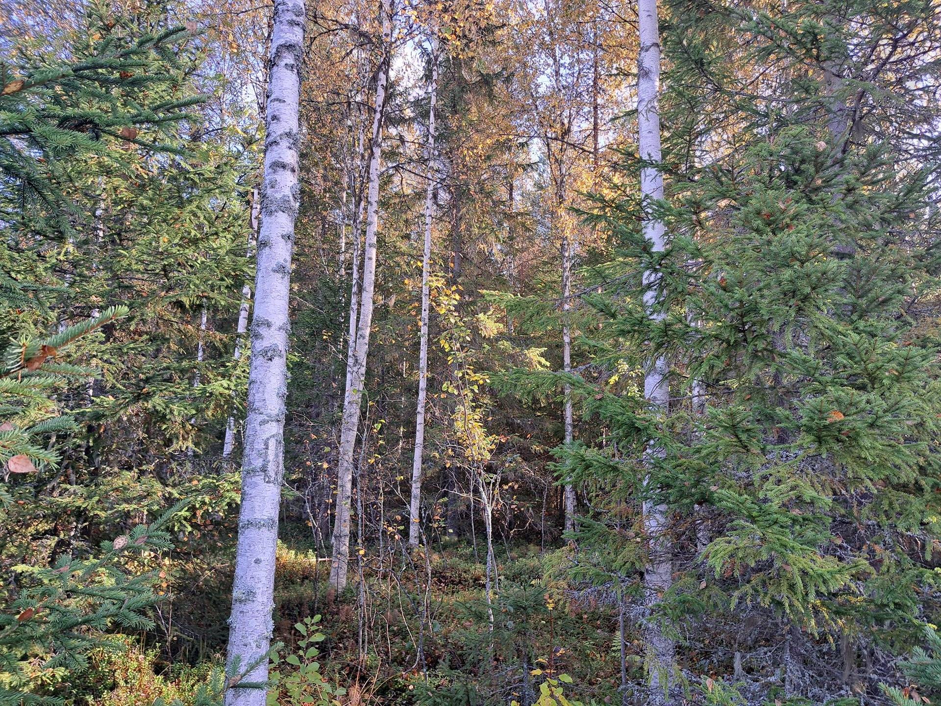 Jussila 791-420-45-0 1