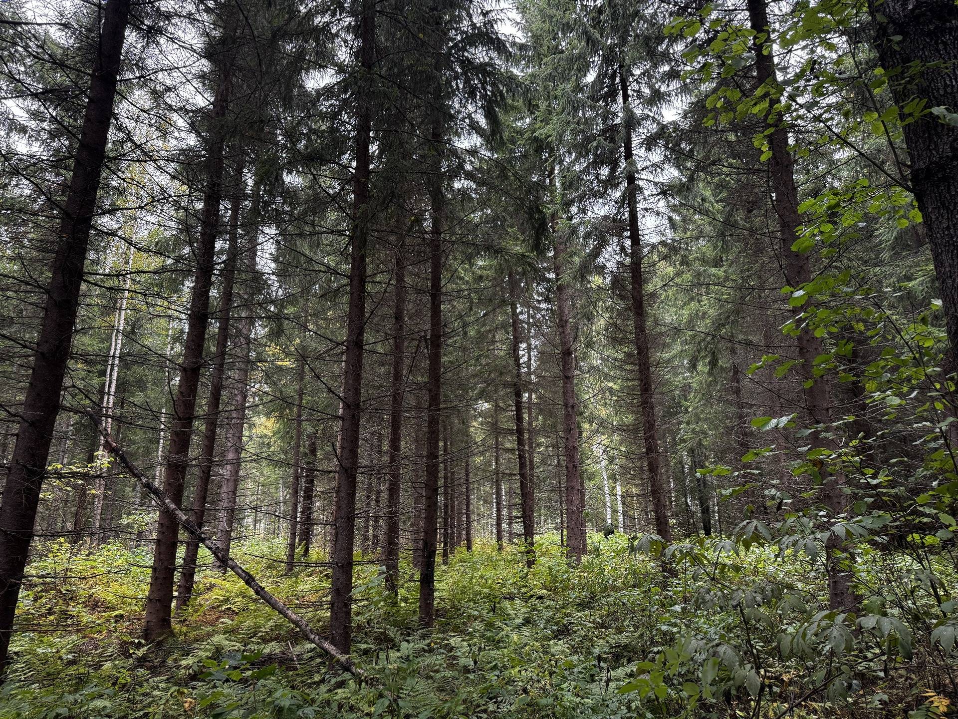 Laajaranta, Lisä-Mäenpää 992-402-7-26 1