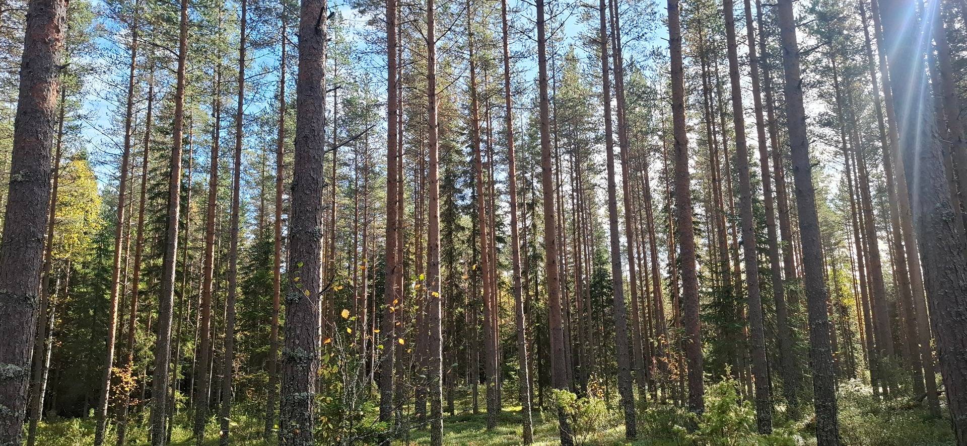 176-416-16-32, MÄNNIKKÖ, Vuokko 1
