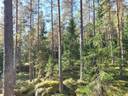 Kirkkovuori 2:54 1