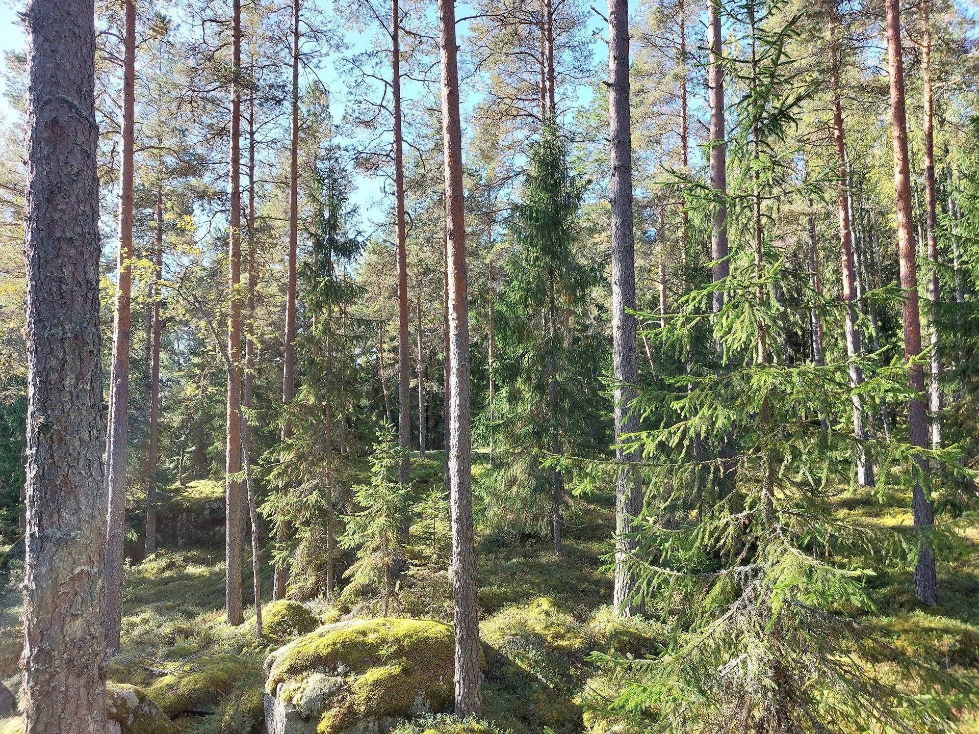 Kirkkovuori 2:54 1