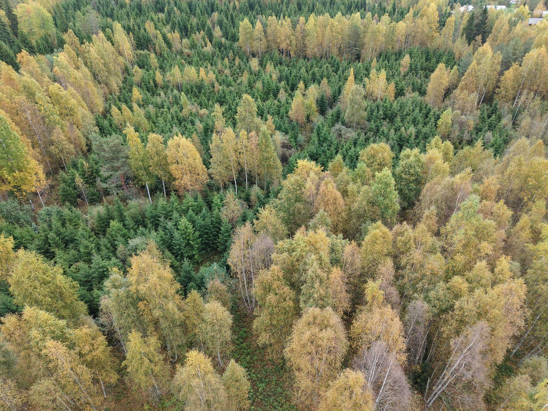 Konginkangas, Hautala 992-459-7-9 1
