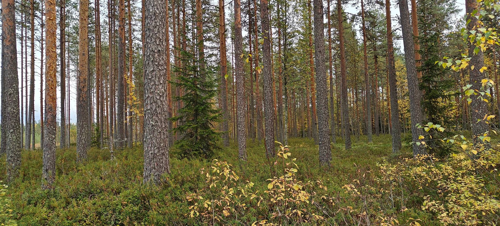 Alajärvi, Kujala 5-402-13-58 1
