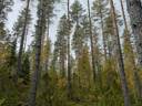 Männikkösuo 249-407-13-71 1