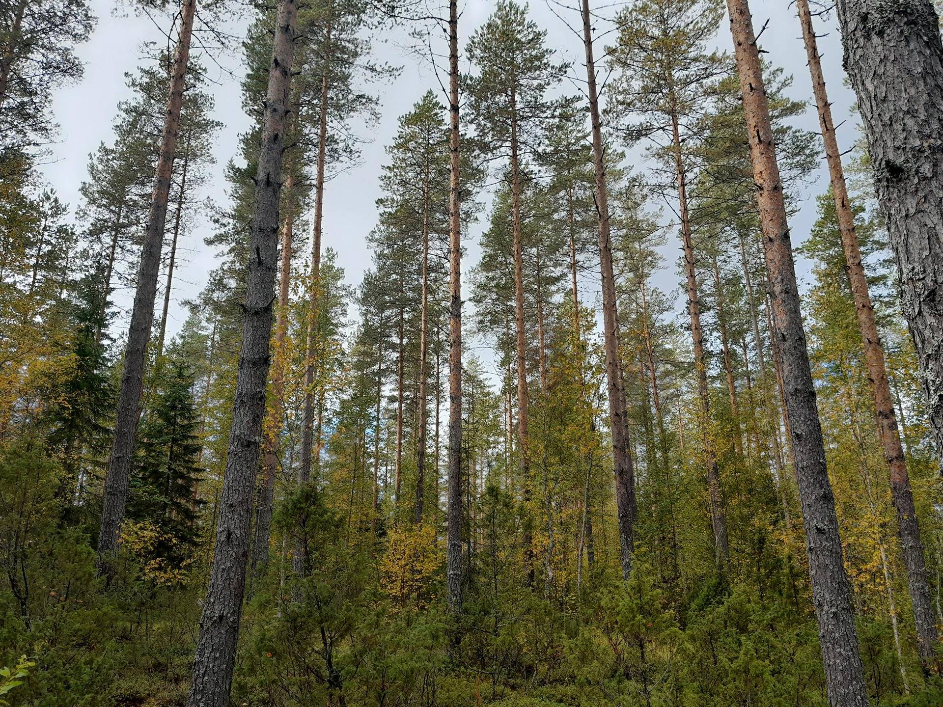 Männikkösuo 249-407-13-71 1