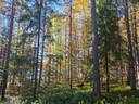 Pöykiölä 320-403-107-37 ja Kemijärven yhteismetsäosuus 1
