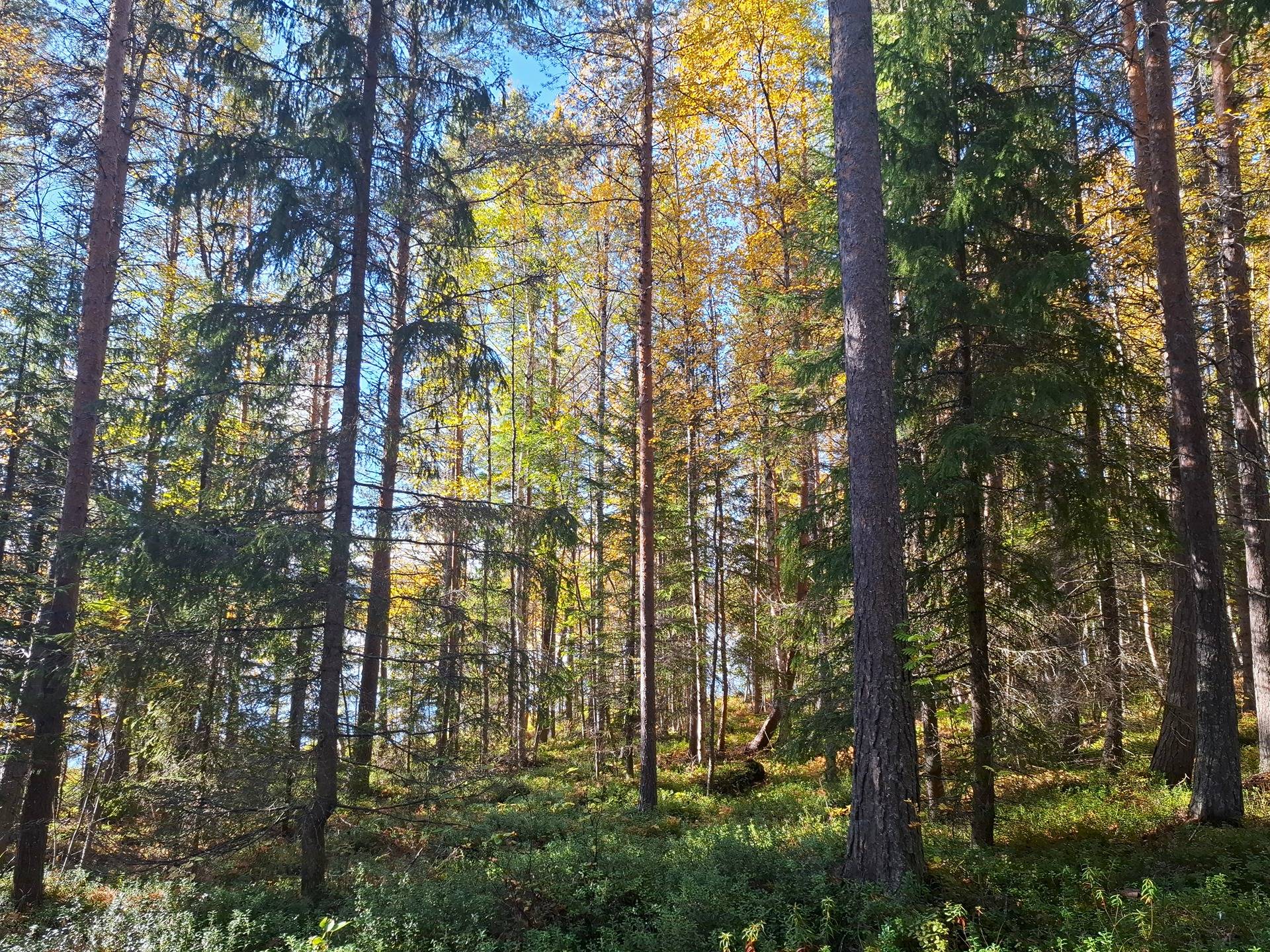 Pöykiölä 320-403-107-37 ja Kemijärven yhteismetsäosuus 1