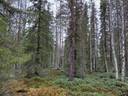 Ojala 320-410-38-2 määräala 1