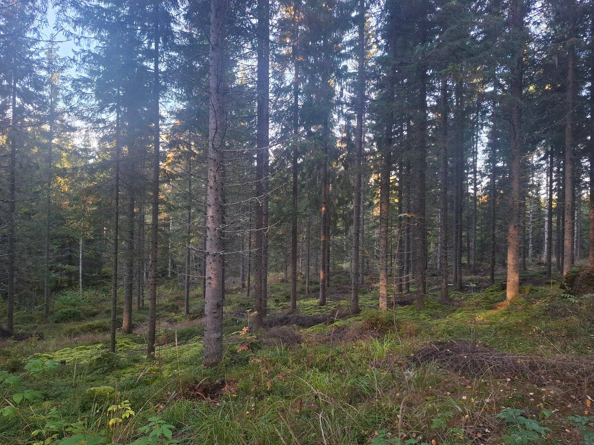 PIHLAJAMÄKI 167-416-5-32, Röksä 1