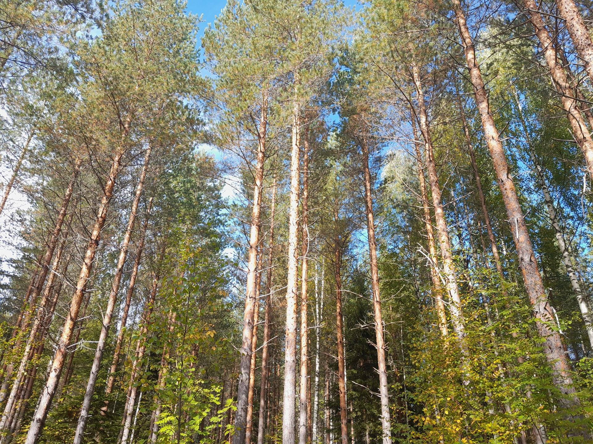 Ristonkynnäs 729-405-1-30 1