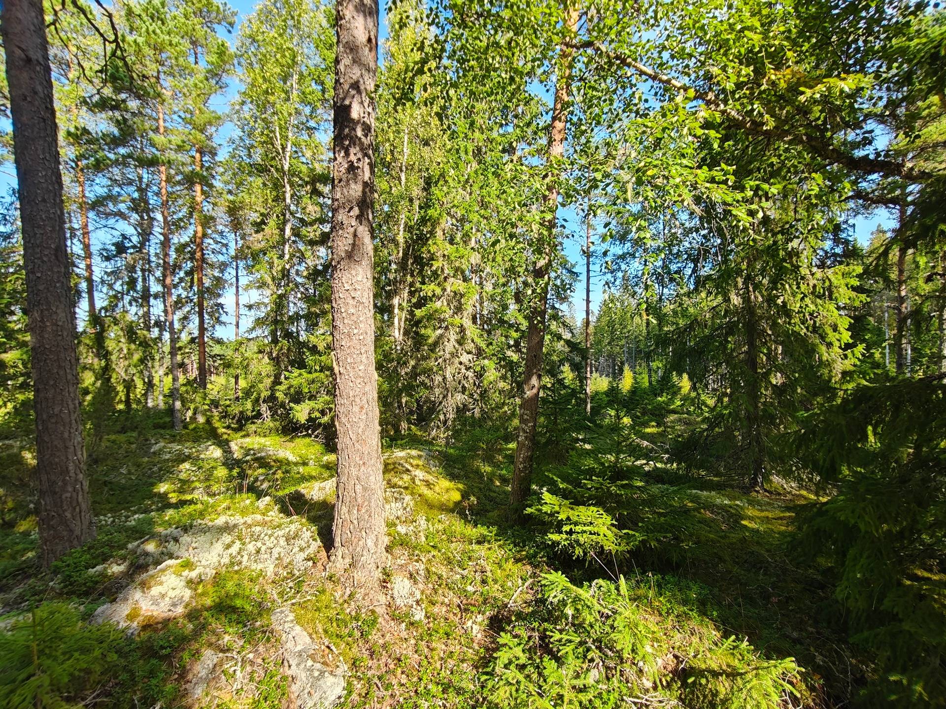 Mickskog 2:105, Lappfjärd/Lapväärtti 1