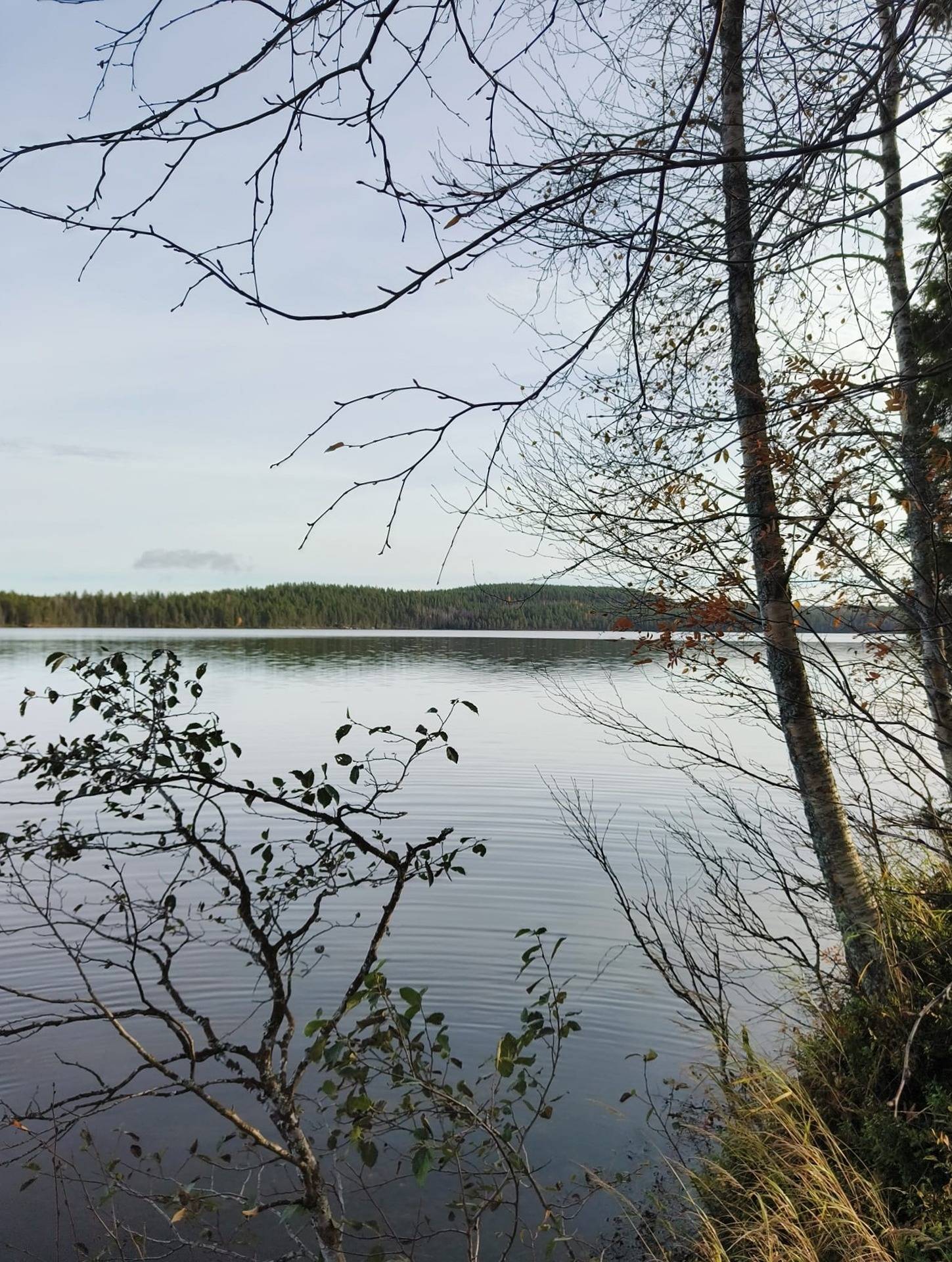 Koivulehto 305-405-14-26, määräala 1