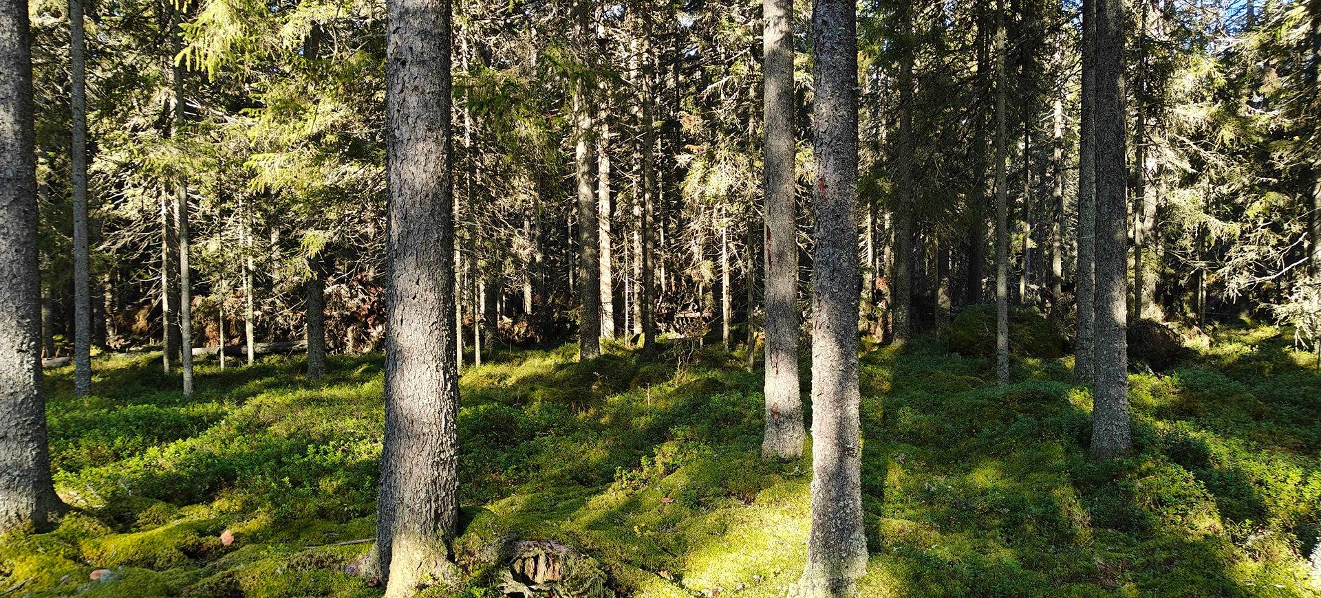 Kuortane, RIITAKORPI 300-401-72-1 ja JYLISEVÄ 300-401-72-7 1