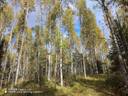 KOTIMETSÄ 167-439-7-52, Revonkylä 1