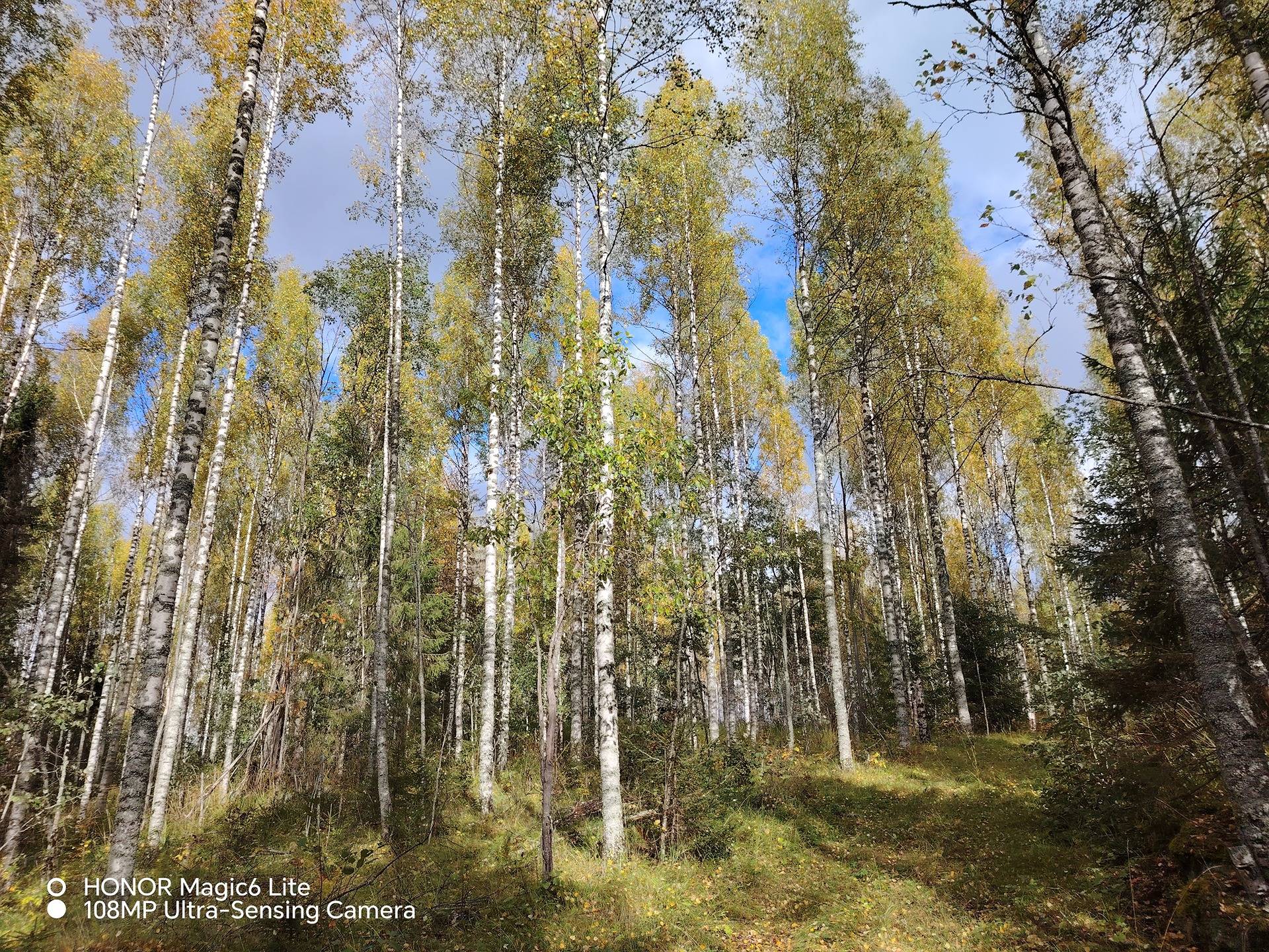 KOTIMETSÄ 167-439-7-52, Revonkylä 1