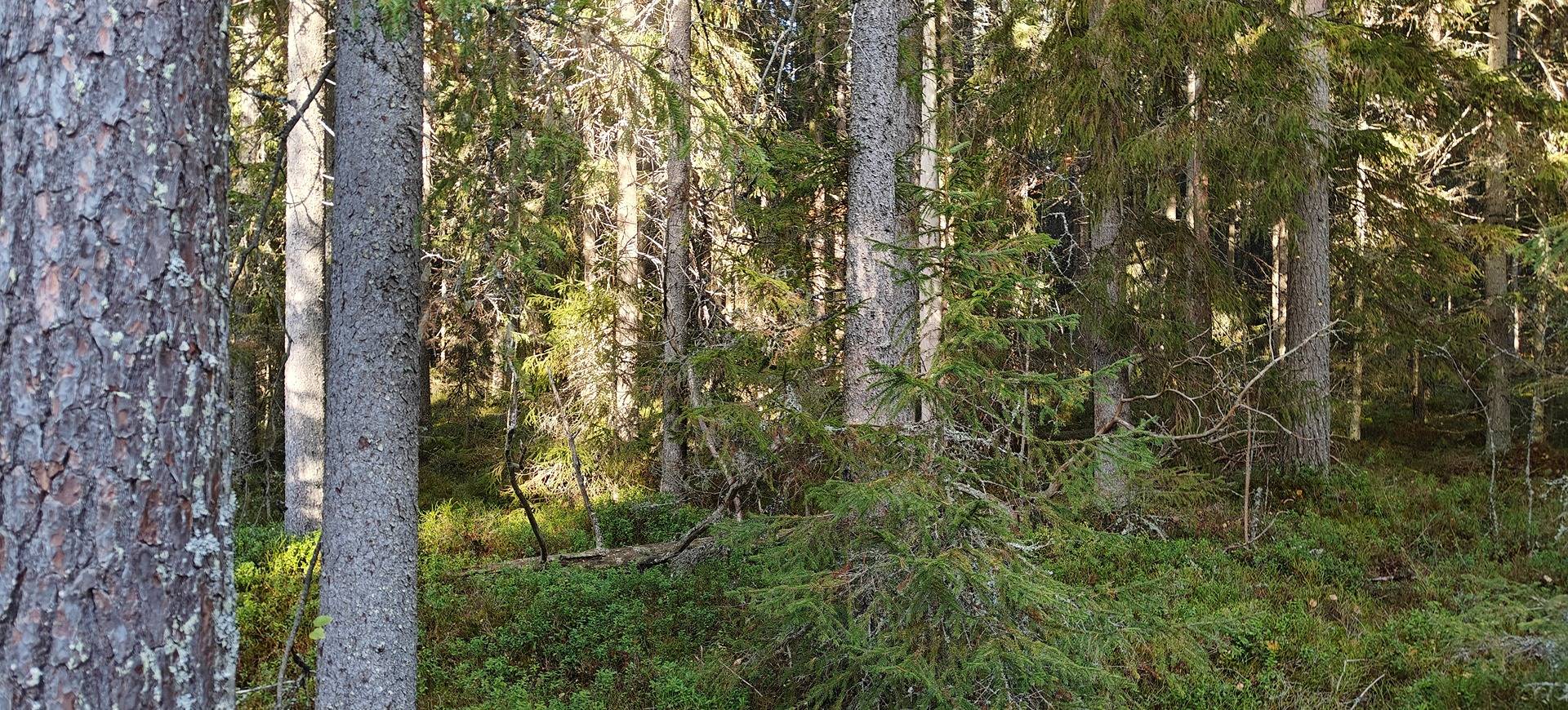 Ähtäri, ANTINAHO 989-401-4-35 1