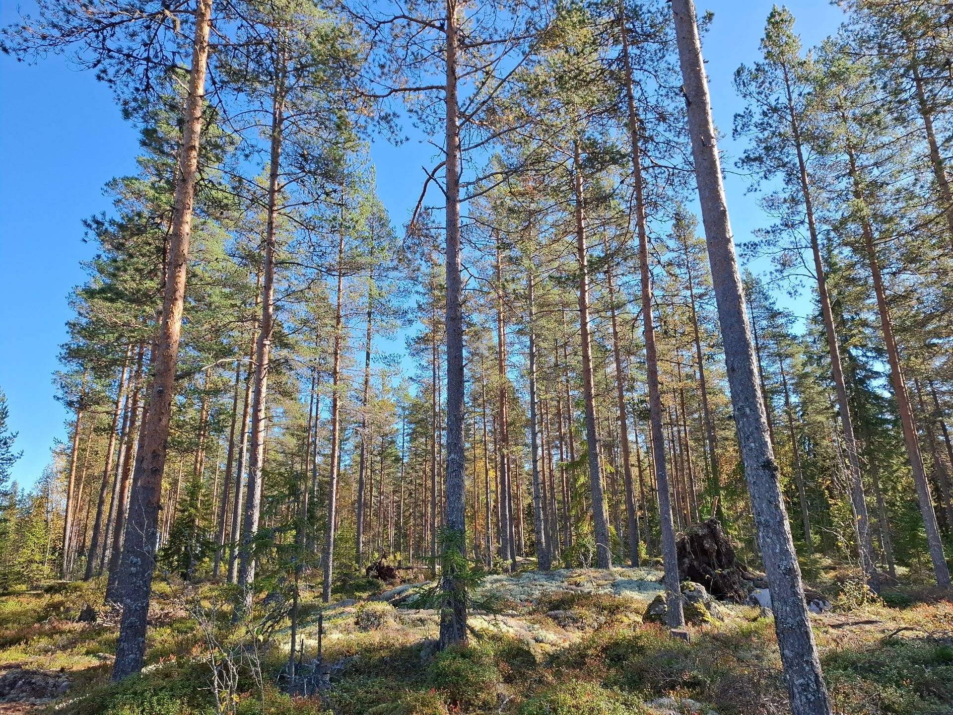 Salomannela 12:3 lohkomaton määräala 1