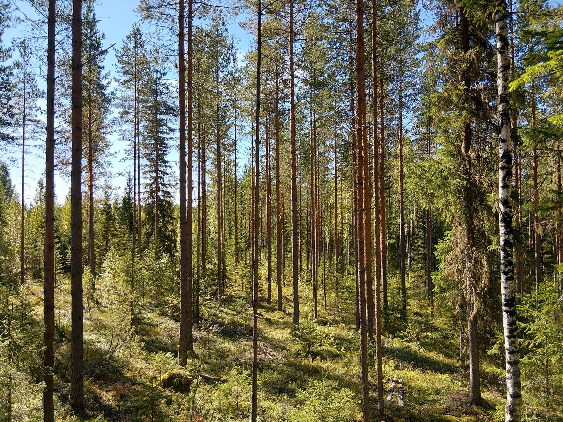 Lisä-Nurmela 1