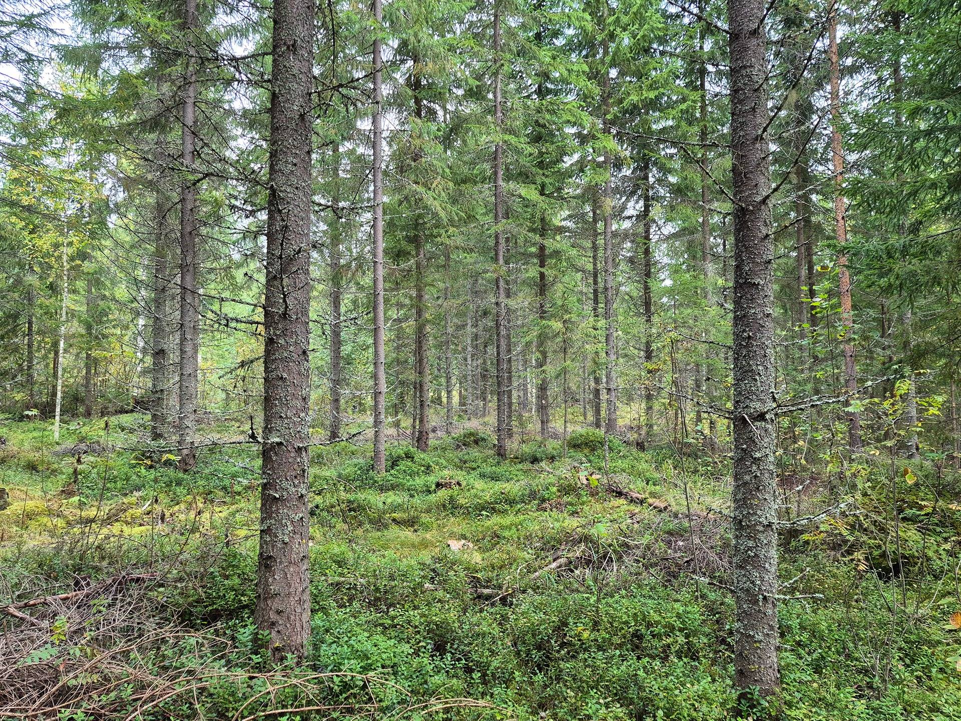 Niemelä Määräala 915-426-6-82 1