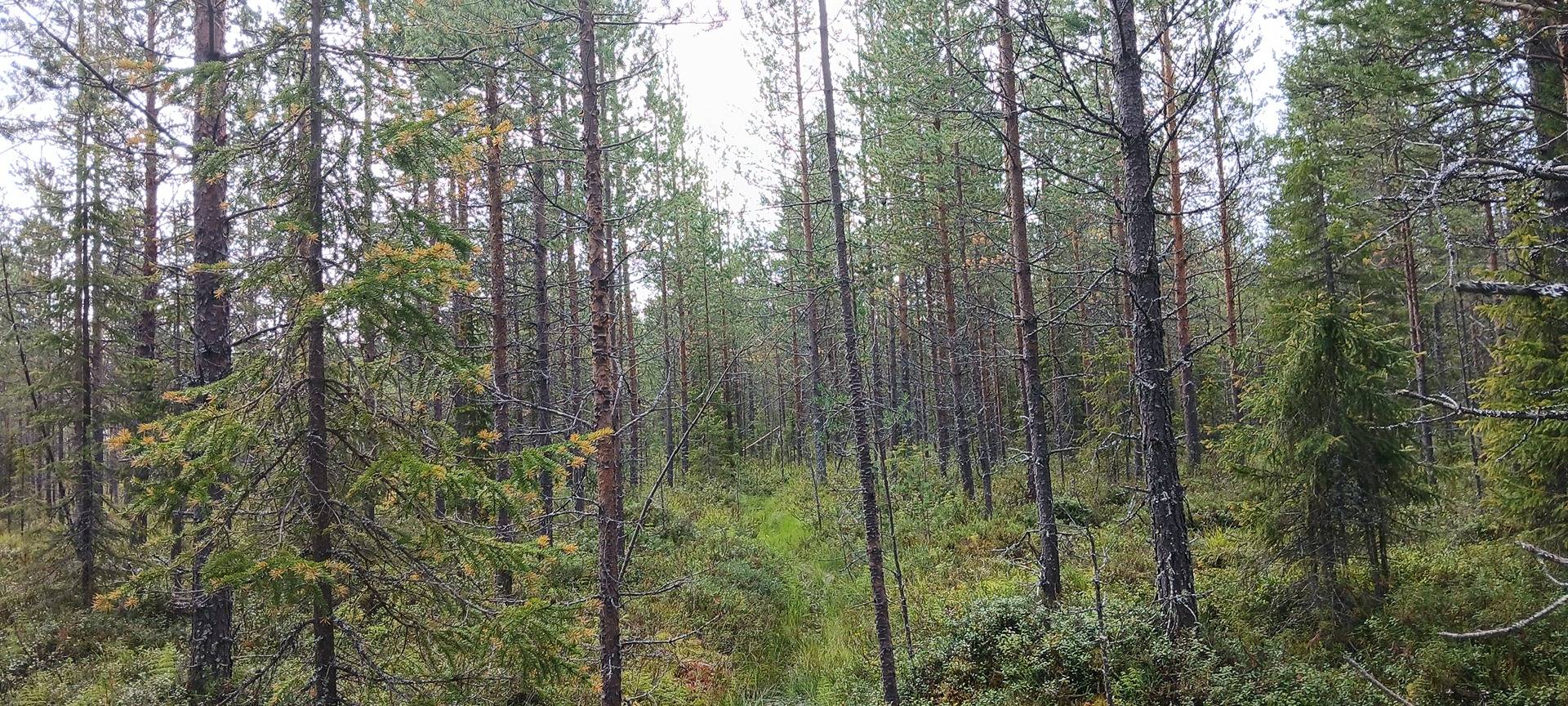 Kansikuva kohteelle Puisto 758-420-21-18 määräala