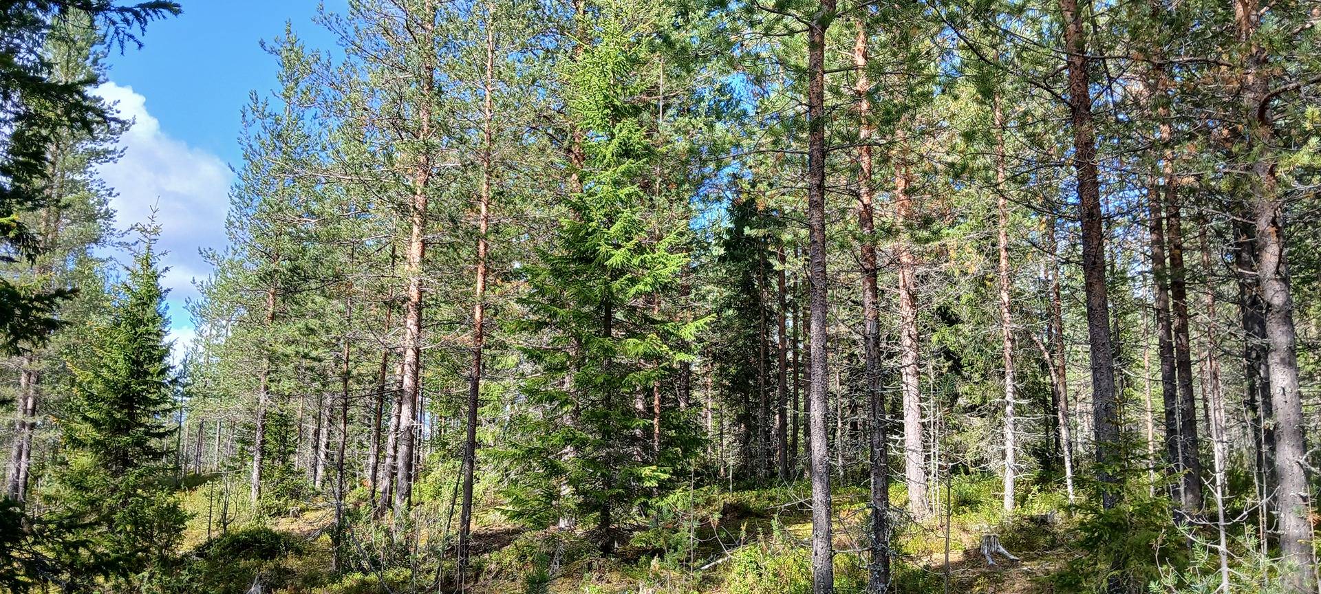 Puisto 758-420-21-18 määräala 1