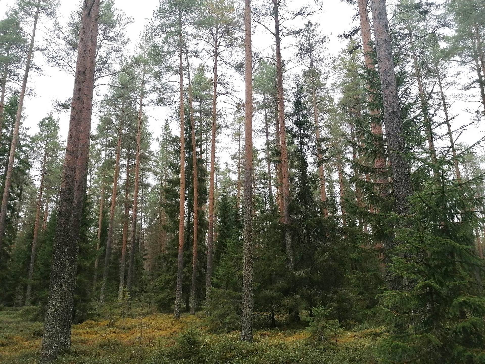 Piirais-Saari 748-417-46-6, Ohtua 748-418-5-6, Kuokkamaa 748-418-18-3, Hiljala 748-418-19-0 ja Heikinpelto 748-418-8-53 1