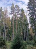 Metsämääräala Anttila 1:58 1
