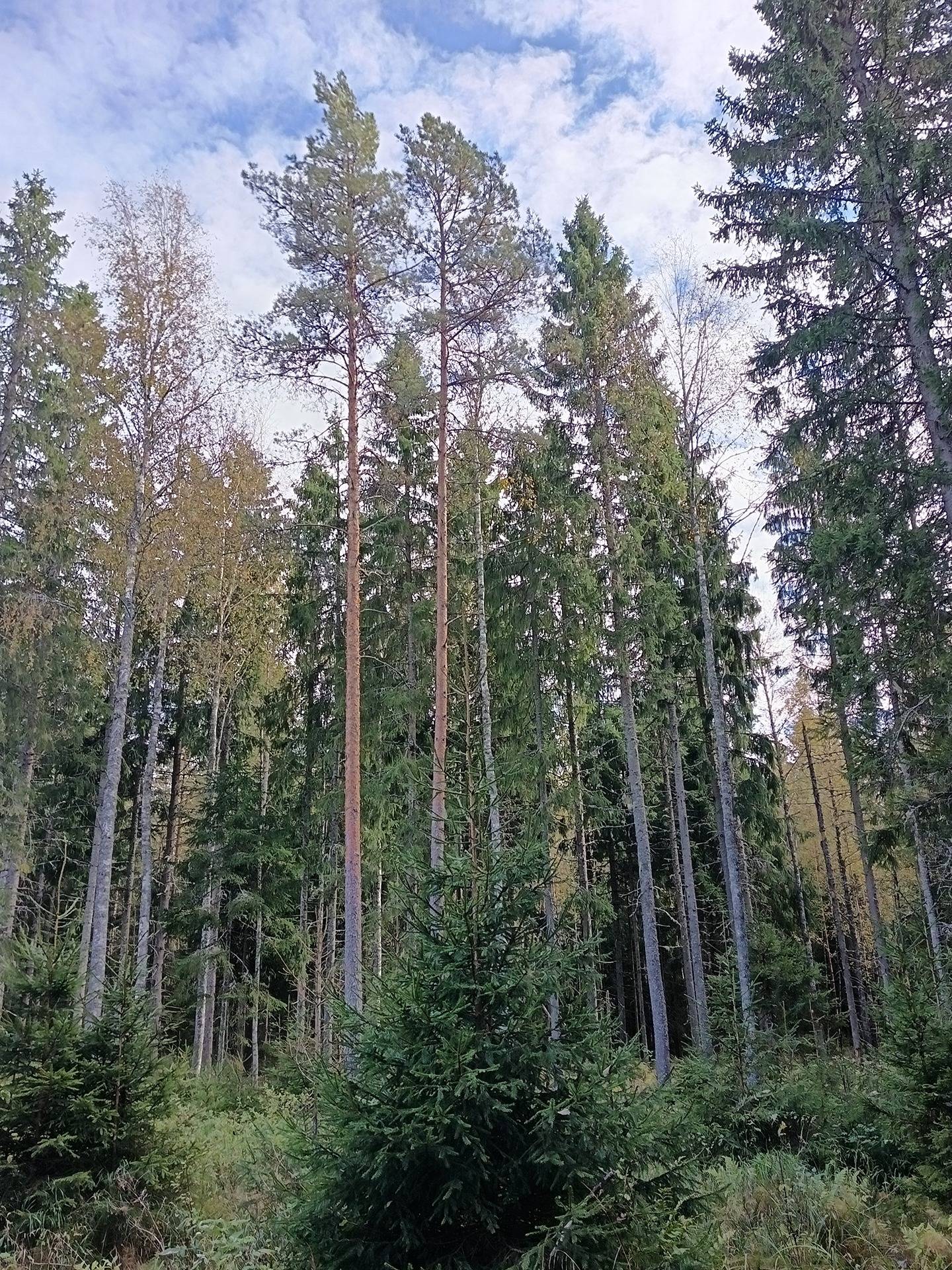 Metsämääräala Anttila 1:58 1