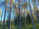Metsämääräala tilasta Kumio 1:165, 22,9 ha, Salo, Vaskion Kuttila 1