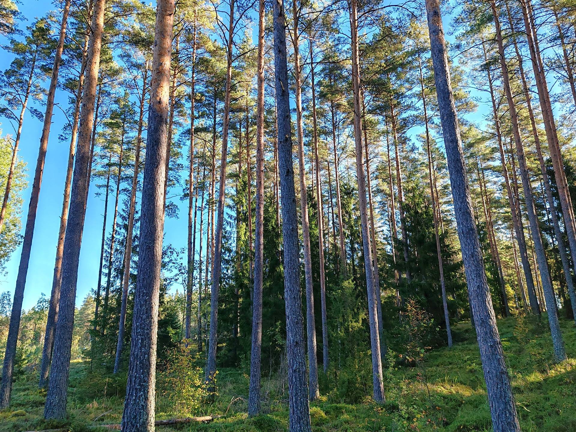 Metsämääräala tilasta Kumio 1:165, 22,9 ha, Salo, Vaskion Kuttila 1