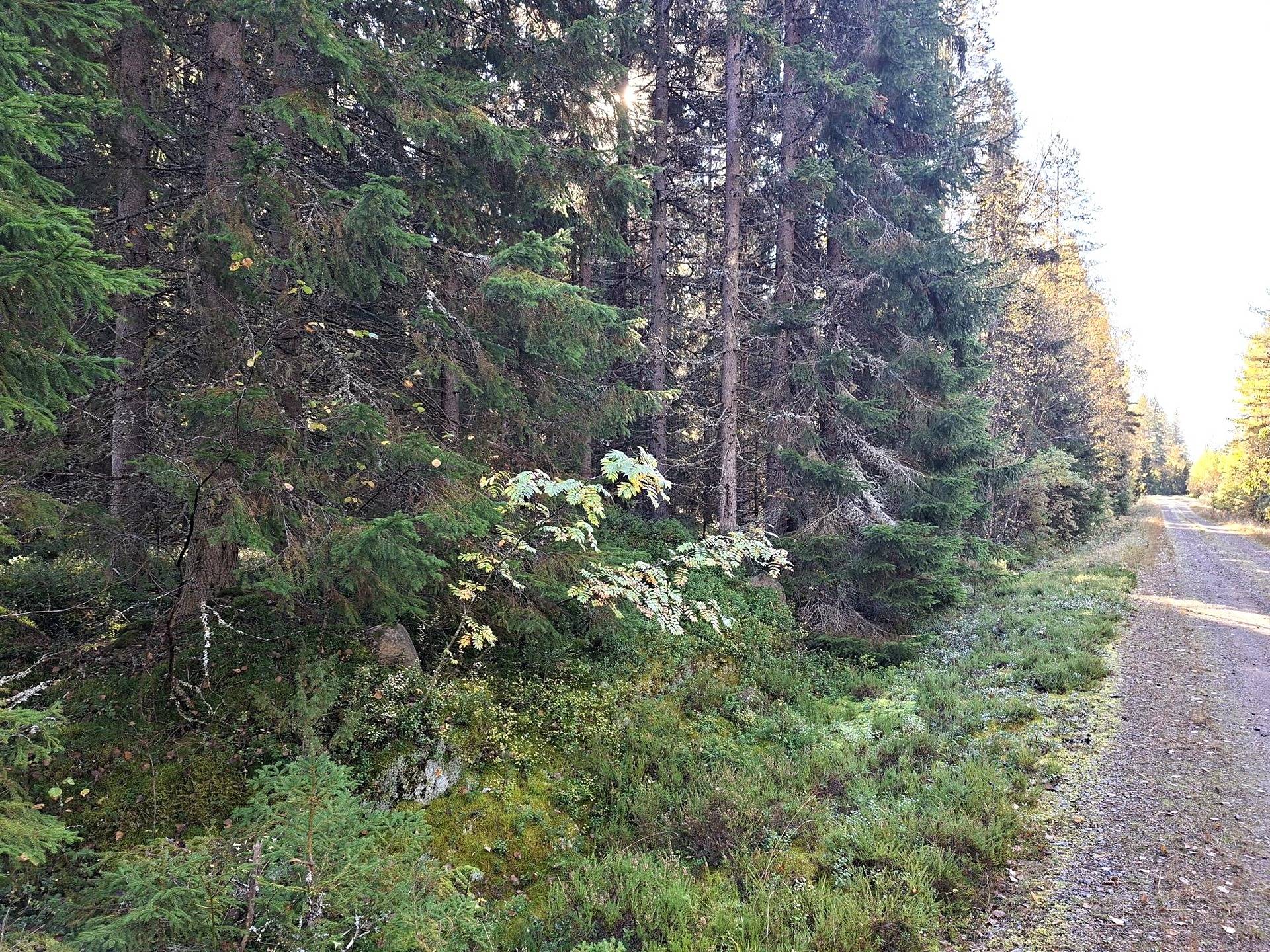 Metsätila Kaislamännikkö 1:416 1