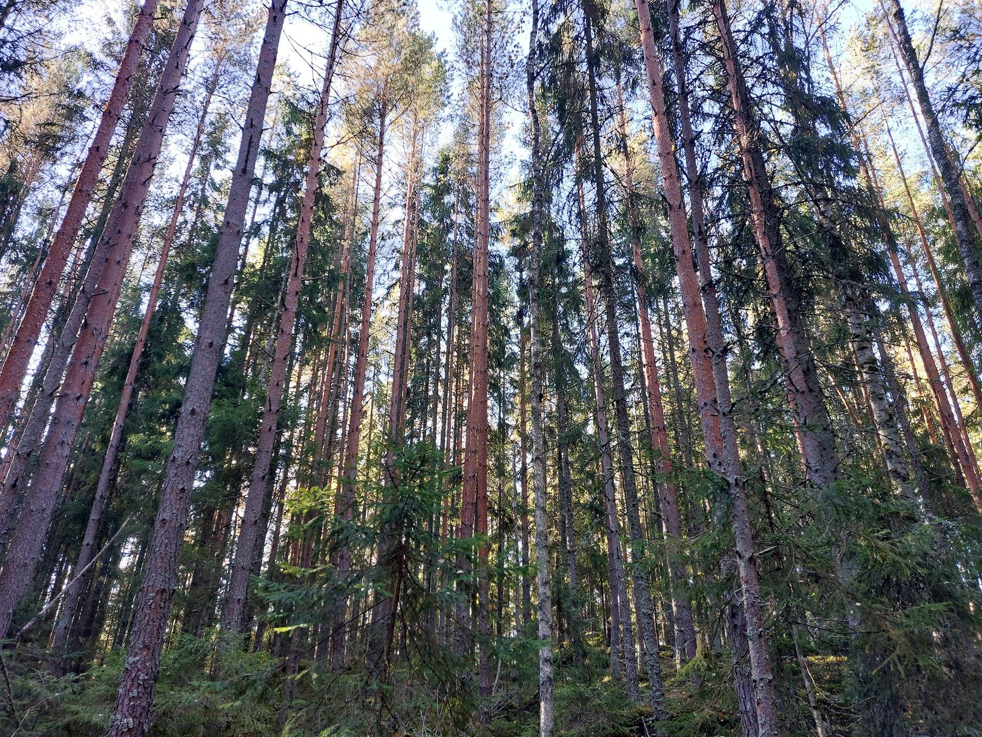 Ikola 5:43 kantatila ja Tolppala 1:49 -metsää ja peltoa 1