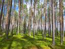 Kauhavan Yhteismetsän osuudet 2 osakastilaa, kumpikin 0,524746 / 136,219601 1