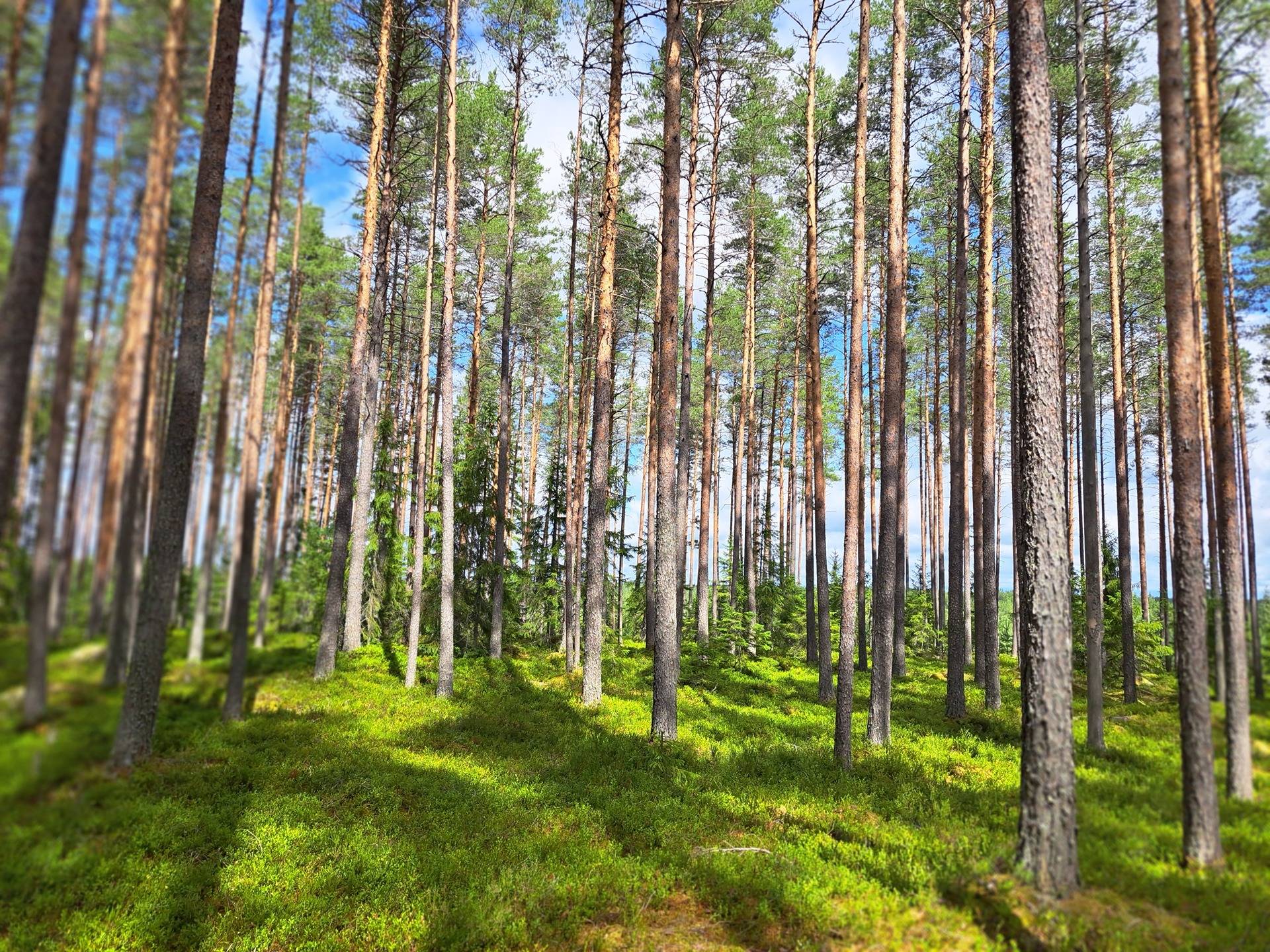 Kauhavan Yhteismetsän osuudet 2 osakastilaa, kumpikin 0,524746 / 136,219601 1