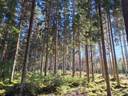 Lieto, Tarvasjoki Suurila, metsätila Suvitalo 4-61 1