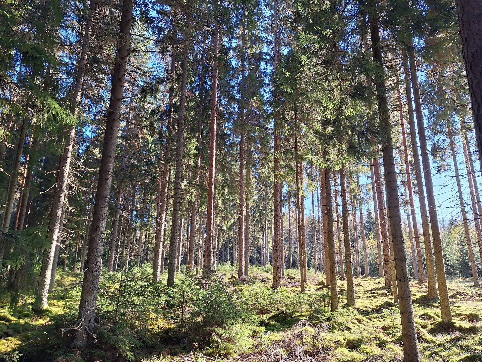 Lieto, Tarvasjoki Suurila, metsätila Suvitalo 4-61 1