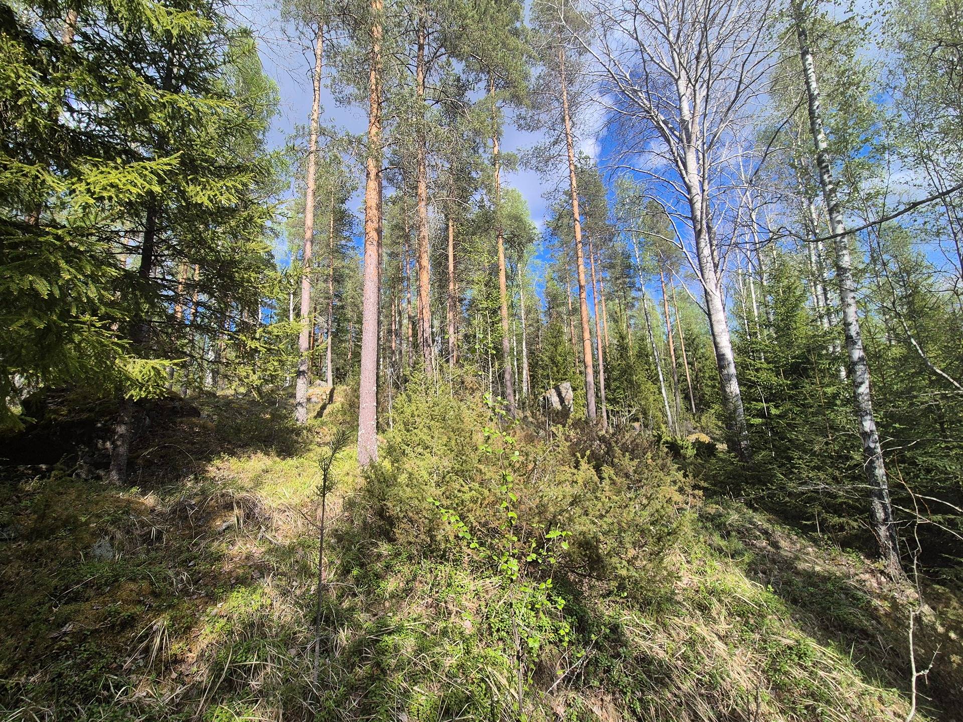 Kristoolankytö 77:4 1
