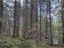 Lehonniitty 564-420-6-23 ja Vainio 564-420-6-27 Ylikiimingissä 1