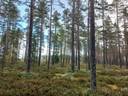 Karhukannas, Päntäne 1