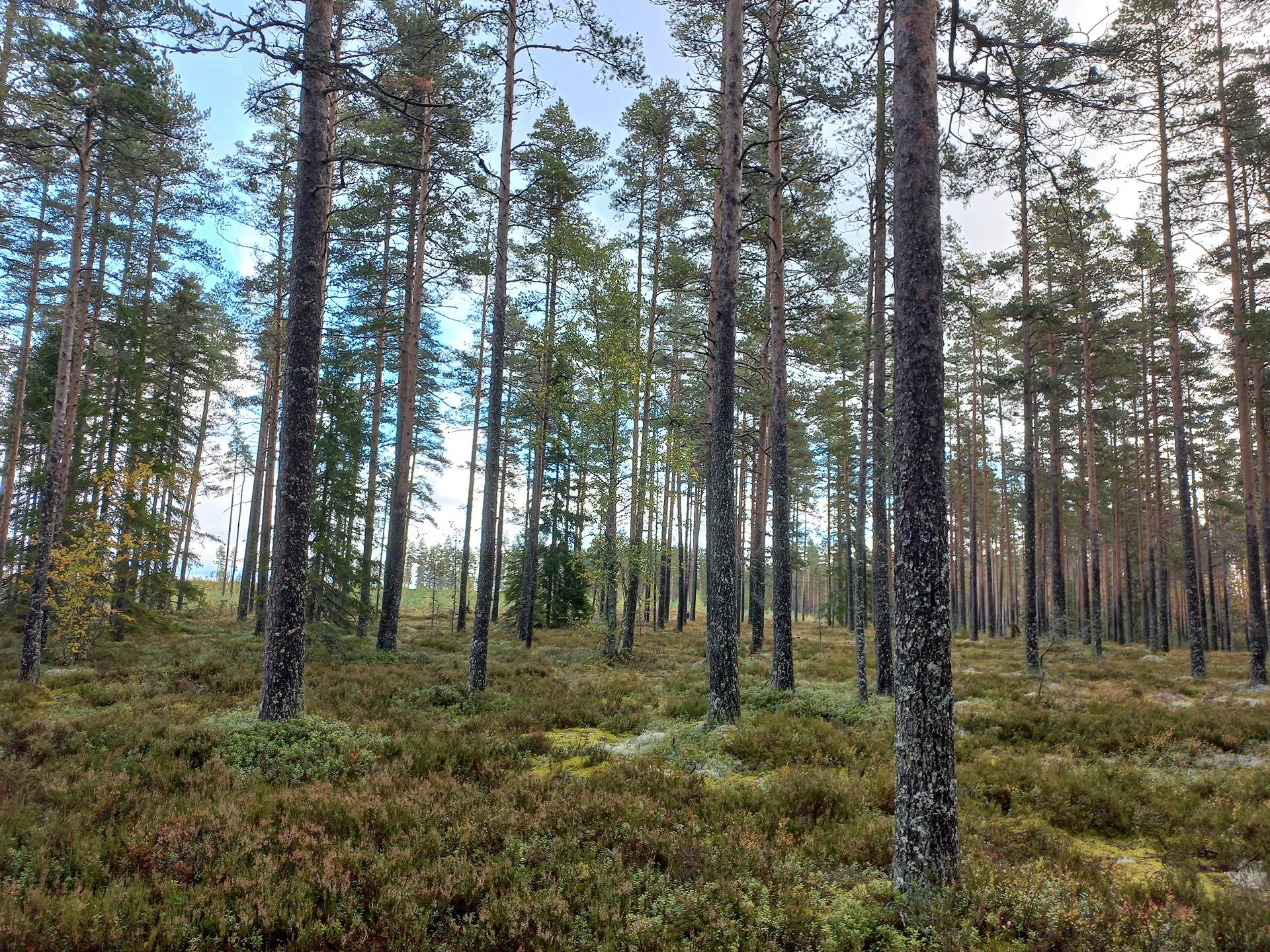 Karhukannas, Päntäne 1
