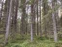 RYÖNINNOTKO 848-422-2-30 Kenraalinkylä 1