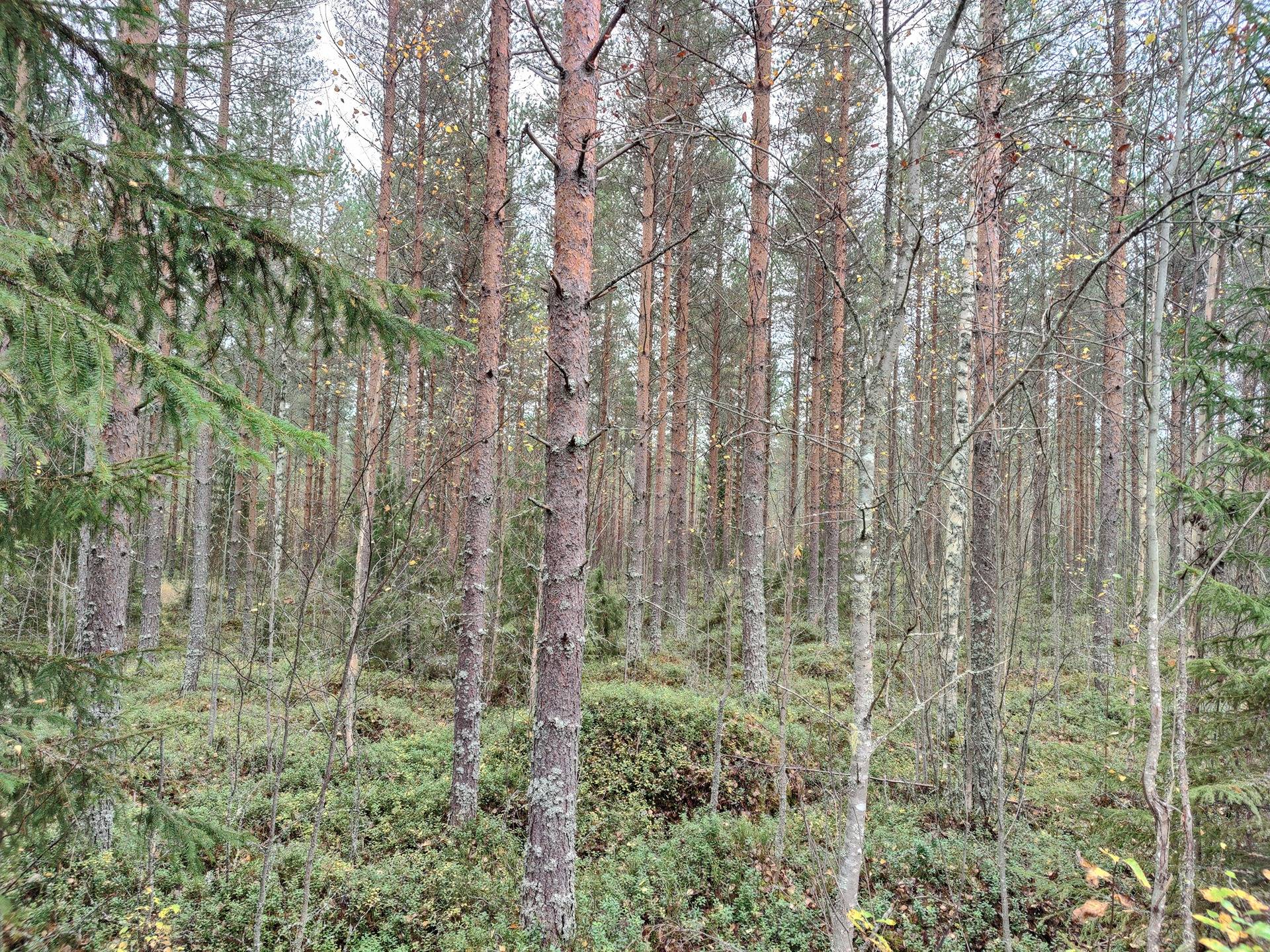 746-405-96-9 JOKIRINNE, MÄÄRÄALA 1