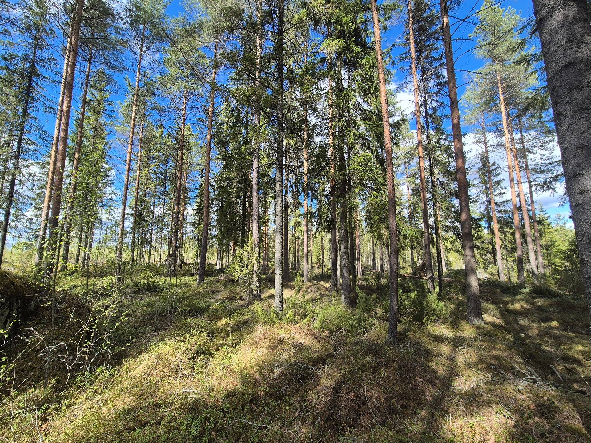 Paukkalanmäki 77:5 ja Viemerö-Pollari 17:121 1